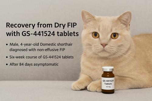 τελευταία εταιρεία περί Γρήγορη ανάρρωση από υγρή FIP με χρήση GS‐441524 ενέσιμης ουσίας